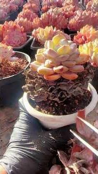 沉浸式撸多肉枯叶 ASMR｜Succulent Dead Leaf Cleaning & Satisfying Plant Care