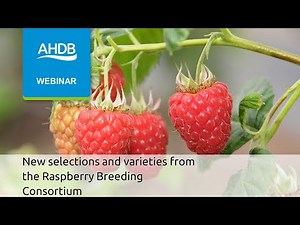 New selections and varieties from the Raspberry Breeding Consortium