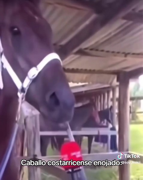 Ignoremos el acho #alien #aliens #fyp ##fyppppppppppppppppppppppppppppppppppp #fypage #trend #trendingvideo #trendingsong #humor#costarica