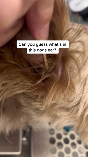 Discover the Intriguing World of Ear Infections and Cytology