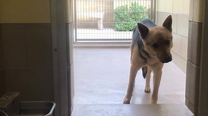 3.3K views · 88 reactions | ✔️ADOPTED Status: RED Shelter notes:...