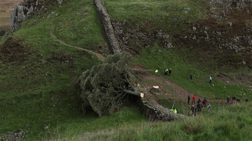 Famous 'Sycamore Gap tree' in northern England found cut down overnight