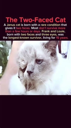 This cat survived 15 years with 2 faces! 🤯🐱 #JanusCat #TwoFacedCat #RareCats #CatFacts