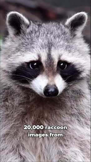 Some raccoons show early signs of domestication, report says