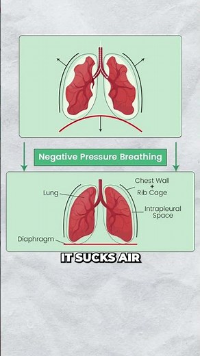 Negative Pressure Breathing #science #mcat #bodysystem #lymphaticsystem #biology #mcatprep