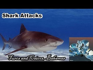 Tourist Loses Hands Taking Photo with Shark?; Shark Attack in the Bahamas