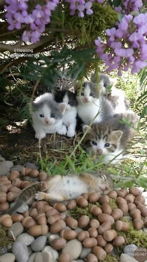 Curious Kittens Meet a Full-Bellied Squirrel and Gently Admire the Tiny Life