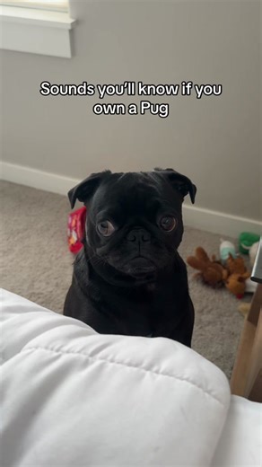 Adorable Pug Sounds Compilation