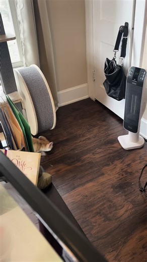 Tiny fox… BIG HORSEPOWER! #fennecfox #wheel #running #funnyanimals #fyp