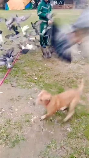 #pigeon #birds #pigeonlover #shortvideo #shortsfeed #satisfying