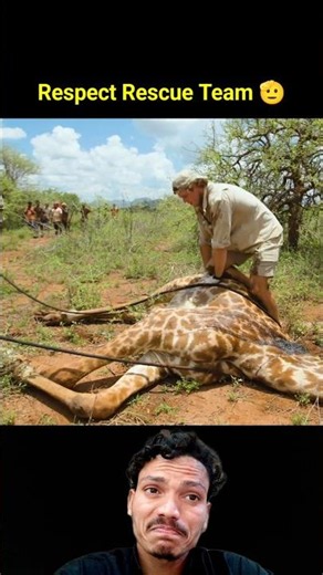 Many thanks to the rescue team for rescuing the giraffe #rescueteam #shorts