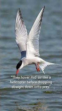 Facts About Common Tern