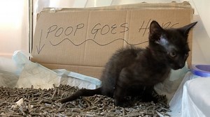 I now present to you...James pooping in a box! 🤣 A lot of people seem to question if James can use a litter box and the answer is—yes, he is 100% litter box trained and has completely healthy poops! He is no different from any other cat except that it’s a little hard for him to get into a standard box. He has a bunch of different low-entry options including a kitten box, a senior cat box, pee pads, and this luxurious 3-sided cardboard box with a pee pad & litter in it. This one seems to be his 