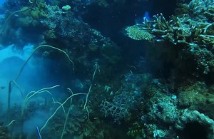 23K views · 668 reactions | Red Emperor Heaven - Spearfishing Coastal Reefs Along The Great Barrier Reef | Diving With Sharks | Facebook