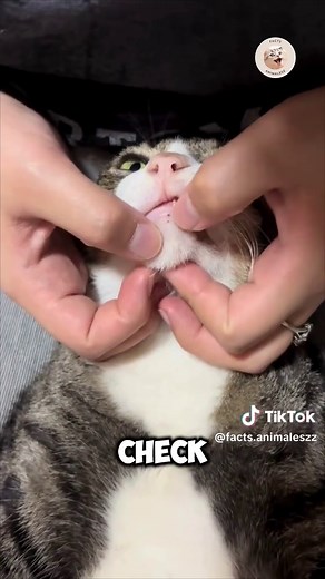 Feline Acne: Tiny Black Dots Under Your Cat’s Chin