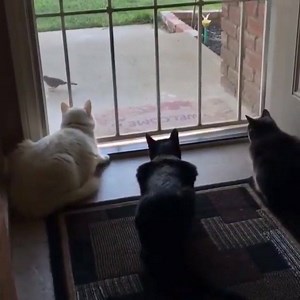 The difference between cats & dogs 😂 Please like our page >>>> Animal Lovers