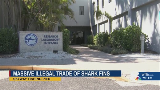 Study reveals a massive illegal trade of shark fins worldwide