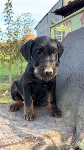 jagdterrierpuppies German Jagd Terrier puppies avallable for adoption! *: Some of these little hunters are not tully vaccinated yet, but we also have German Jagd Terriers updated with shots and ready for loving homes immediately. We have several litters - some from the best working and family lines - so you’re welcome to take part in the selection process and arrange a meeting or delivery if you’re within driving distance. They have excellent temperaments, high intelligence, and make great compa