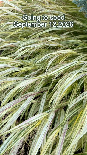 Japanese Forest Grass In Front Yard - September 12, 2026