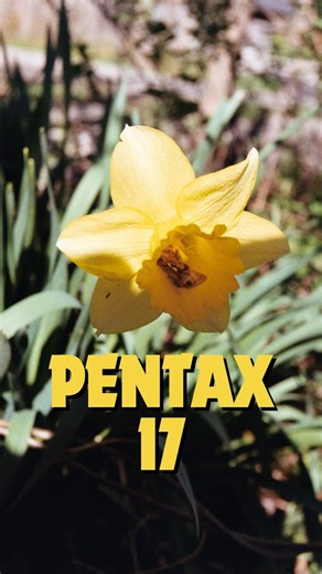 Freeze time with the click of a button📸 . . 📸: @pentax_17_photography 📸: Pentax 17 🎞️: Kodak Pro Image 100 . . . #pentax #shootpentax #pentax17 #kodakfilm | Ricoh Imaging