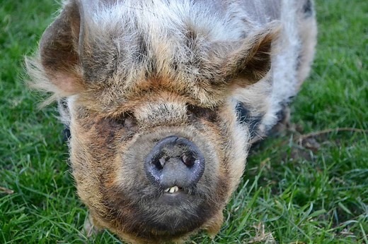 Pig Teeth: Everything You Need to Know