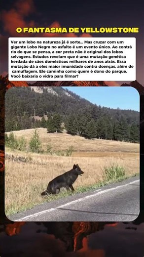 Um encontro raríssimo e assustadoramente belo em Yellowstone. #curiosidades #mistérios