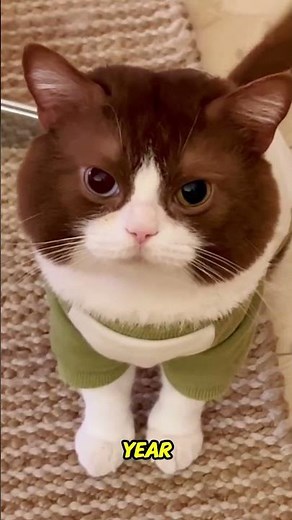 When Are Cats Fully Grown? Understanding Cat Growth Stages