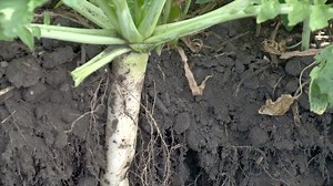 Kevin Elmy a farmer near Saltcoats, Saskatchewan was beginning to experiment with tillage radish as a cover crop on his farm when we visited in the summer of 2012. At the time of our visit Kevin was finding the radish was easily penetrating compacted soil and was expanding and easily cracking the subsoil allowing for better movement of soil nutrients for subsequent crops. | Prairie Farm Report