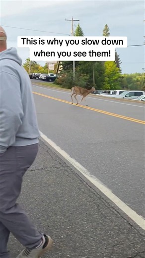 Wild deer,silly personality #deer #animals #funnyvideos #Foryou #funny | deer