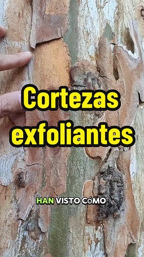 El Fascinante Mundo de las Cortezas de los Árboles