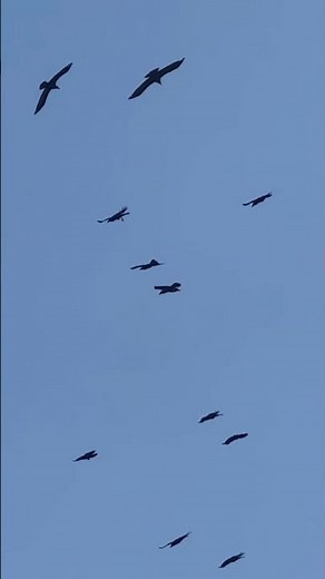 What is a flock of crows called? A Murder #wildlife #birdwatching #nature #crow #birds