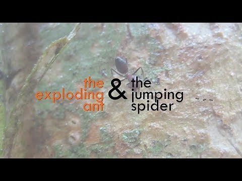 CRAZY BEAUTIFUL NATURE: Exploding ants (Colobopsis) & jumping spider mimic (Myrmarachne)