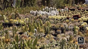 3.9K views · 63 reactions | Past the roadside dinosaurs in Reseda is a 3-acre cactus and succulent nursery that acts as a sanctuary for both the plants, and community. Take a look inside tonight on #LATimesToday at 7 and 10 p.m. on @SpecNews1SoCal | Los Angeles Times | Facebook
