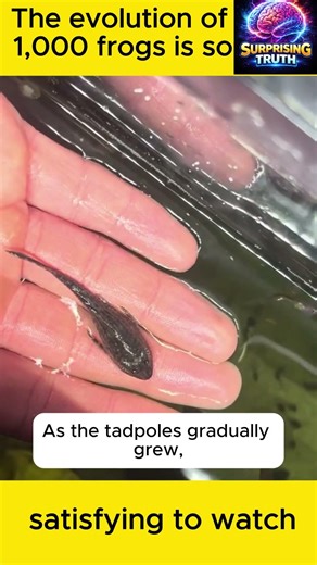 The evolution of 1,000 frogs is so satisfying to watch#frogarmy #timelapse #tadpoles #naturefacts
