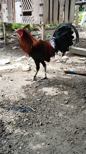 Welly (@welly...1)’s videos with suara asli - 𝗔lexander 𝗢naola - Alexander J. Onaola