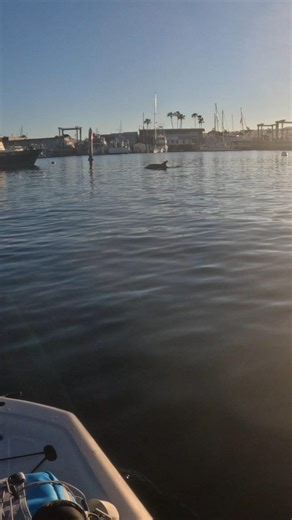 Dolphins in the Harbor in San Diego Bay #dolphin #ocean #adventure #fishing