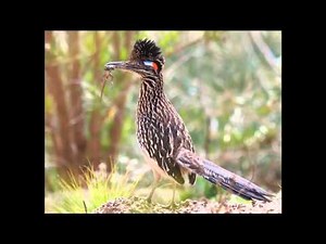 roadrunner sound call