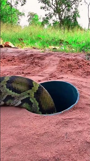 Build underground snake trap using pen #quail #animaltrap #snake #animals #wildlife #birdcontrol