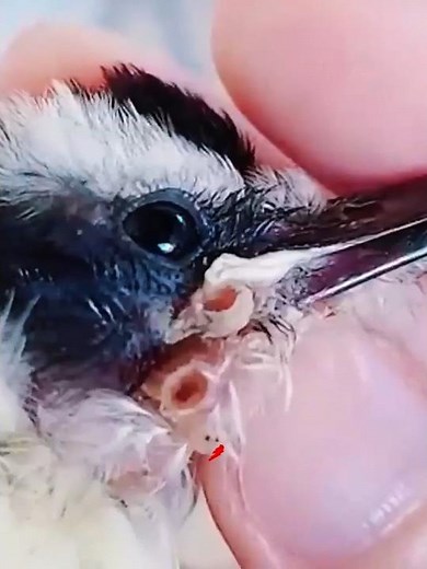 What is myiasis and how does it enter animals and people? 🐛 🐛 #myiasis