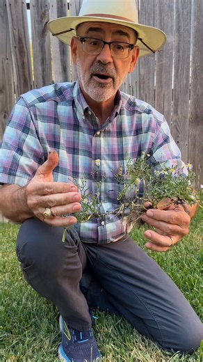 14K views · 251 reactions | Here's a rerun of a video I posted last fall on slender aster, a prolific reseeder! Remove it from your yard unless you wish to leave it to bloom for bees...but before the flowers turn into a bazillion seeds for next year! | GardenLine | Facebook
