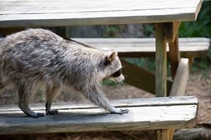 How To Get Rid Of Raccoons In Your Home Or Yard Forever
