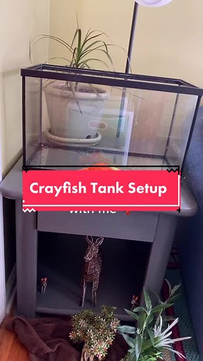 Dwarf Crayfish Tank Setup Guide