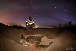 1.8K views · 62 reactions | FLATBACK TURTLES. There are 7 species of...