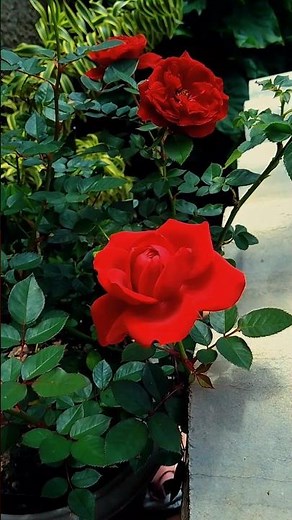 As rosas vermelhas floresceram! #rosas #flores #limpeza #donadecasa #organização #rotina #jardim