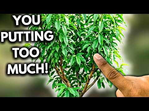 The Hidden Mistake Stopping Your Peach Tree From Fruiting