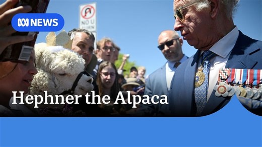 Meet Hephner the alpaca who sneezed on King Charles
