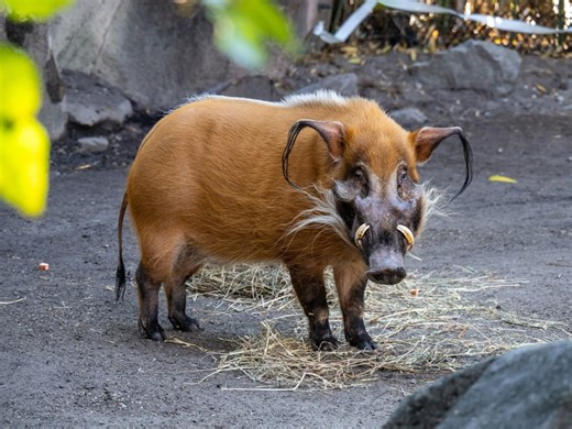 Virginia Zoo introduces new red river hog