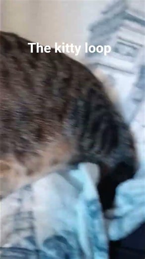 1st loop of my cat #narutoedits #sanemi #narutoedits #sanemi #sanemishinazugawa #edit #narutofans