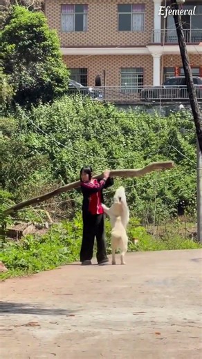 Guguk rajin berbakti kepada keluarganya 🐶🥰 #pets #shortsyoutube #dogshorts #anjinglucu #anjing