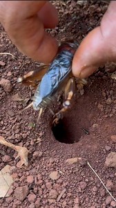 Insect battle - Venomous ants attack alien crickets is so cool | NaturalLife IQ